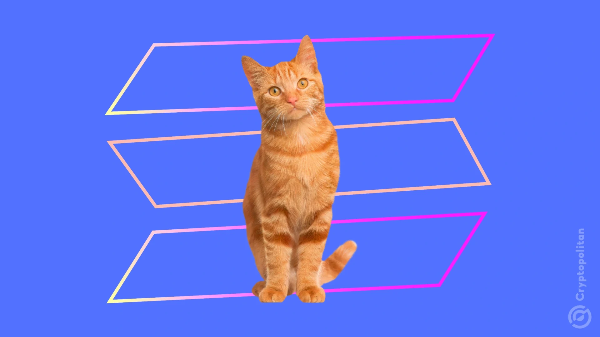 Len Sassaman's cat Sasha joins the memecoin frenzy